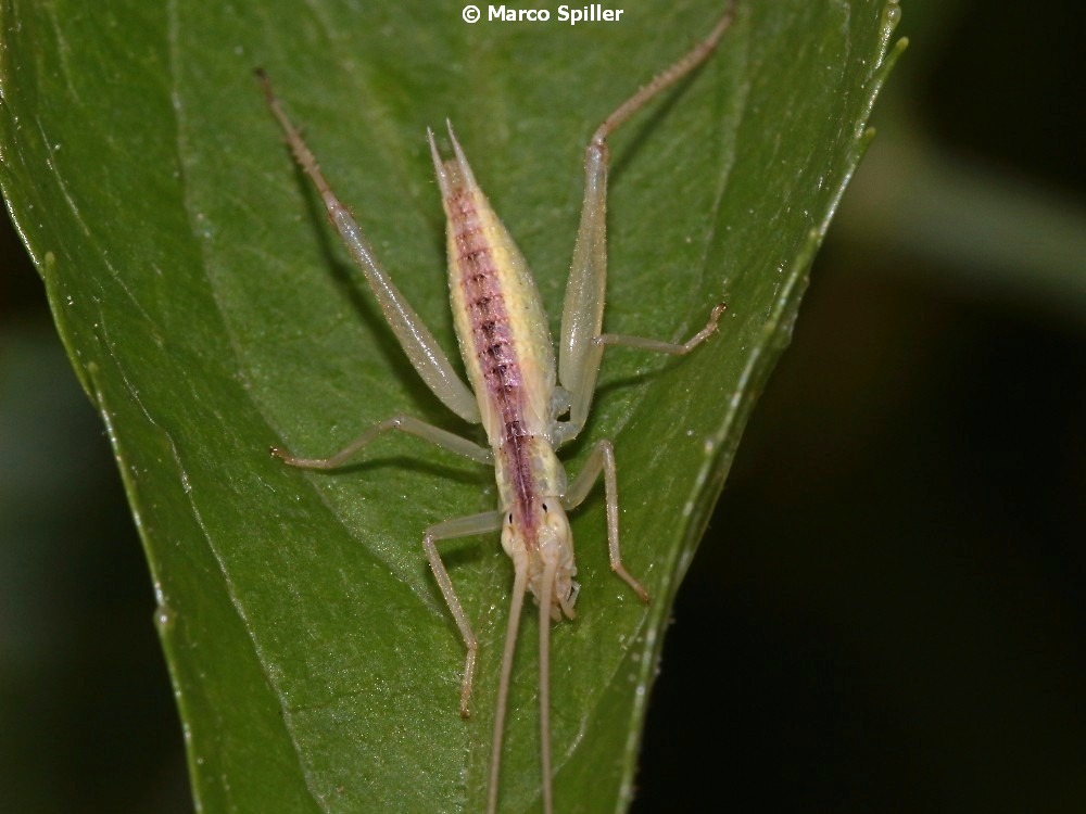 Oecanthidae: Oecanthus pellucens, stadio giovanile